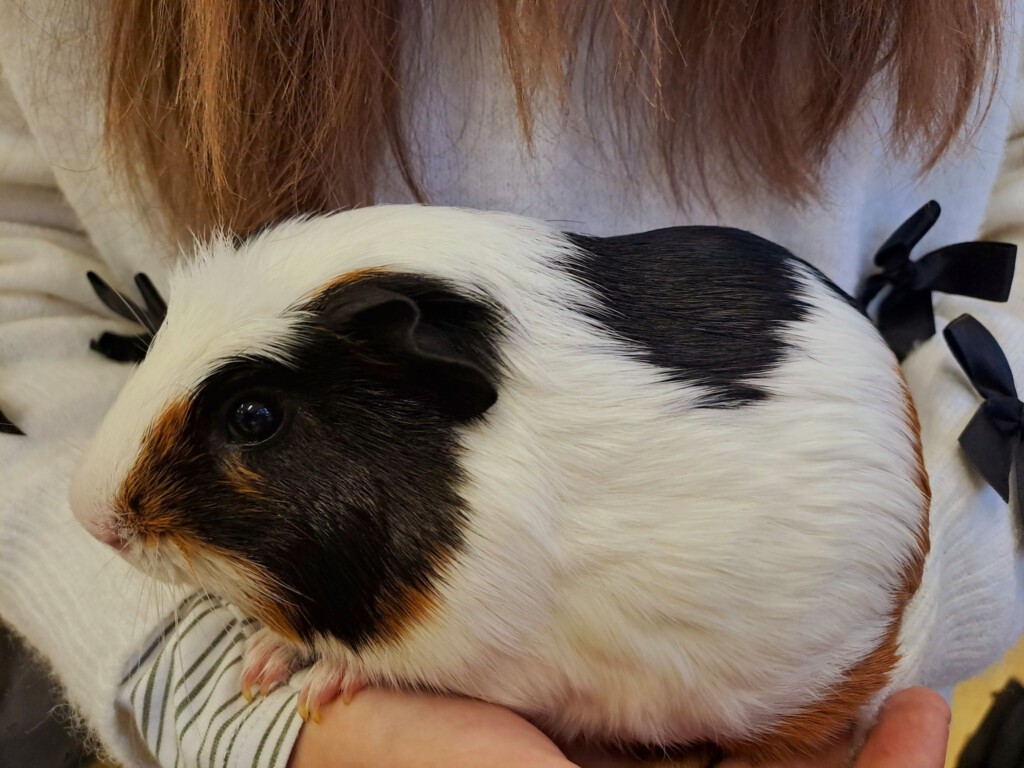 7 klasės pamoka virto mini zoologijos sodu!